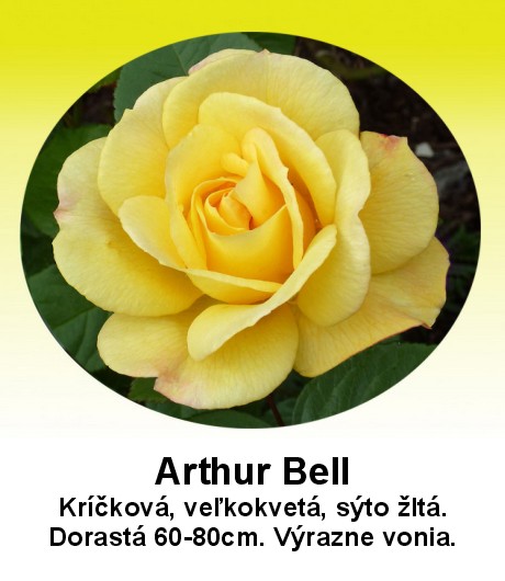 Kríčková Arthur Bell 