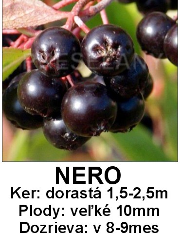 Aronia Nero stromková 