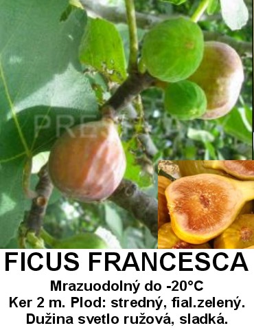 figovník Francesca  