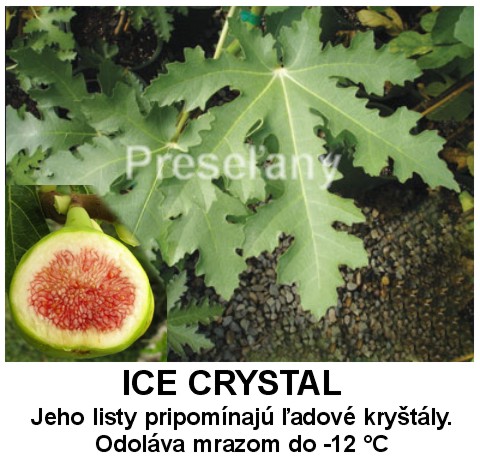 figovník Ice Crystal  